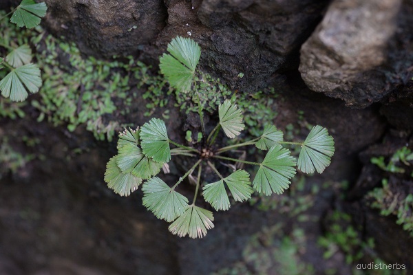 Actiniopteris dichotoma fullplant1.jpeg